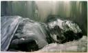 Survivors (Mao - one of a series) - Yan Pei-Ming