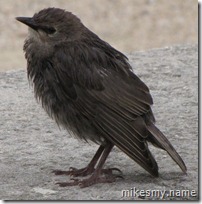 A bird I managed to snap a picture of in a park near Notre Dame.